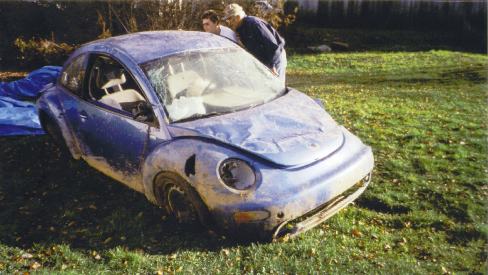 beetle.jpg